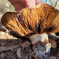 Austrocortinarius australiensis at O'Connor, ACT - 28 Jun 2022 12:46 PM