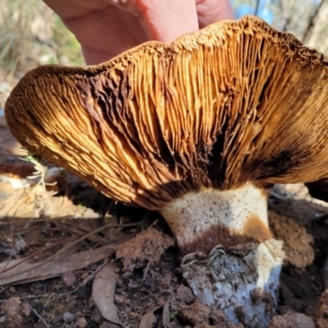 Austrocortinarius australiensis at O'Connor, ACT - 28 Jun 2022