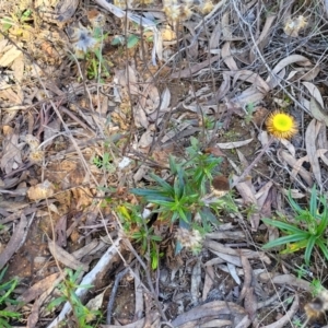 Coronidium oxylepis subsp. lanatum at O'Connor, ACT - 28 Jun 2022 12:47 PM