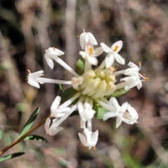 Pimelea linifolia subsp. linifolia (Queen of the Bush, Slender Rice-flower) at O'Connor, ACT - 28 Jun 2022 by trevorpreston