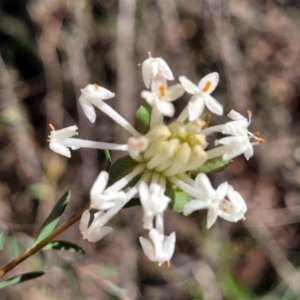 Pimelea linifolia subsp. linifolia at O'Connor, ACT - 28 Jun 2022