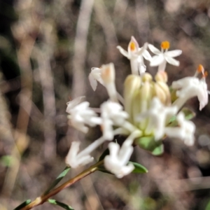 Pimelea linifolia subsp. linifolia at O'Connor, ACT - 28 Jun 2022