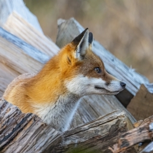 Vulpes vulpes at Googong, NSW - 23 Jun 2022 05:54 PM