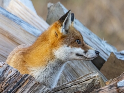 Vulpes vulpes (Red Fox) at Googong, NSW - 23 Jun 2022 by WHall