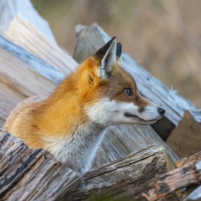 Vulpes vulpes (Red Fox) at Googong, NSW - 23 Jun 2022 by WHall