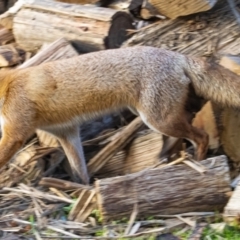 Vulpes vulpes at Googong, NSW - 23 Jun 2022