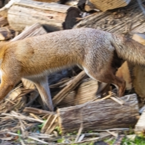 Vulpes vulpes at Googong, NSW - 23 Jun 2022