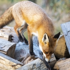 Vulpes vulpes at Googong, NSW - 23 Jun 2022 05:54 PM