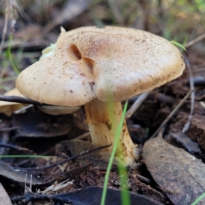 Cortinarius sp. at O'Connor, ACT - 28 Jun 2022