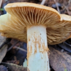 Cortinarius sp. at O'Connor, ACT - 28 Jun 2022