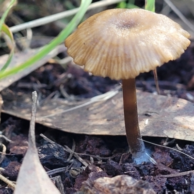 Unverified Cap on a stem; gills below cap [mushrooms or mushroom-like] - 1 Jan 1900 by trevorpreston