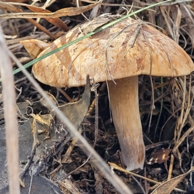 Cortinarius sp. (Cortinarius) at O'Connor, ACT - 28 Jun 2022 by trevorpreston