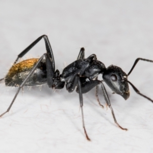 Camponotus aeneopilosus at Melba, ACT - 26 Jun 2022 02:23 PM