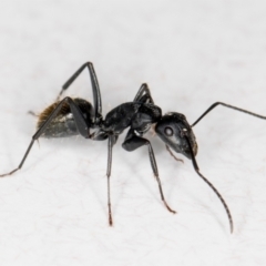 Camponotus aeneopilosus at Melba, ACT - 26 Jun 2022 02:23 PM