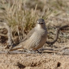 Climacteris picumnus victoriae at Tennent, ACT - 27 Jun 2022