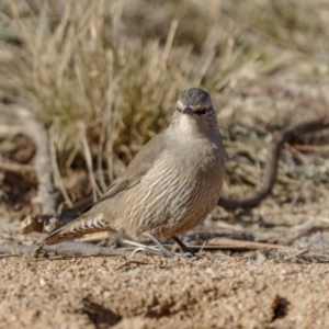 Climacteris picumnus victoriae at Tennent, ACT - 27 Jun 2022