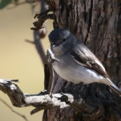 Melanodryas cucullata cucullata (Hooded Robin) at Tennent, ACT - 27 Jun 2022 by jb2602