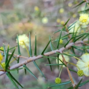 Acacia ulicifolia at Isaacs, ACT - 28 Jun 2022 03:19 PM