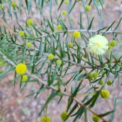 Acacia ulicifolia at Isaacs, ACT - 28 Jun 2022 03:19 PM