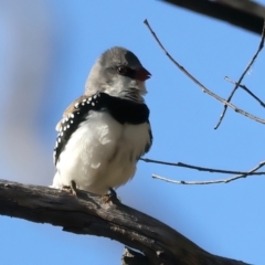 Stagonopleura guttata (Diamond Firetail) at Tennent, ACT - 27 Jun 2022 by jb2602