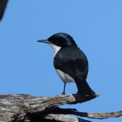 Myiagra inquieta (Restless Flycatcher) at Tennent, ACT - 27 Jun 2022 by jb2602