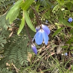 Billardiera heterophylla (Western Australian Bluebell Creeper) at O'Connor, ACT - 19 Jan 2022 by Wendyp5