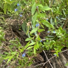 Billardiera heterophylla at O'Connor, ACT - 19 Jan 2022