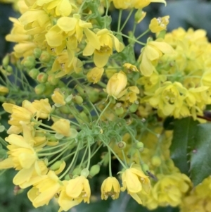 Berberis aquifolium at O'Connor, ACT - 19 Sep 2021