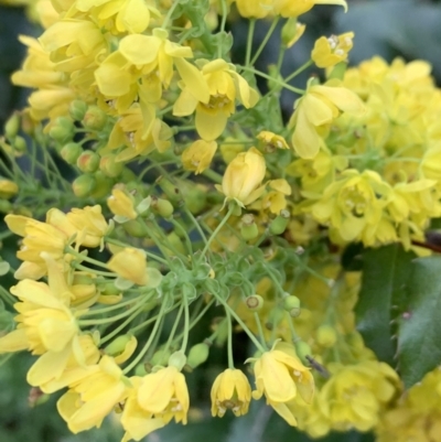 Berberis aquifolium (Oregon Grape) at O'Connor, ACT - 18 Sep 2021 by Wendyp5