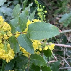 Berberis aquifolium at O'Connor, ACT - 19 Sep 2021