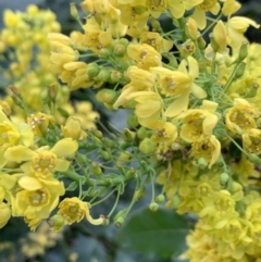 Berberis aquifolium at O'Connor, ACT - 19 Sep 2021