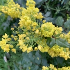 Berberis aquifolium at O'Connor, ACT - 19 Sep 2021