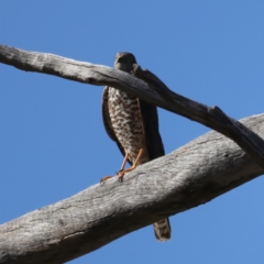 Accipiter cirrocephalus (Collared Sparrowhawk) at Tennent, ACT - 27 Jun 2022 by jb2602