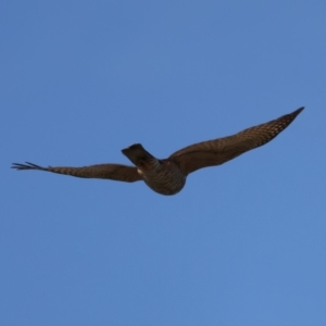 Tachyspiza cirrocephala at Tennent, ACT - 27 Jun 2022