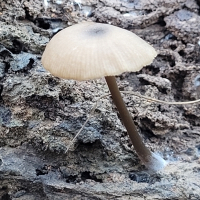 Unidentified Cap on a stem; gills below cap [mushrooms or mushroom-like] at Crace, ACT - 28 Jun 2022 by trevorpreston