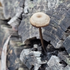 Unidentified Cap on a stem; gills below cap [mushrooms or mushroom-like] at Crace, ACT - 28 Jun 2022 by trevorpreston