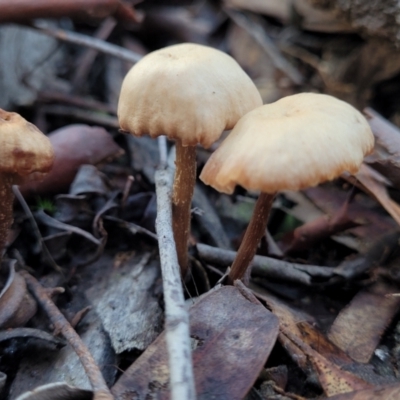 Unidentified Cap on a stem; gills below cap [mushrooms or mushroom-like] at Crace, ACT - 28 Jun 2022 by trevorpreston