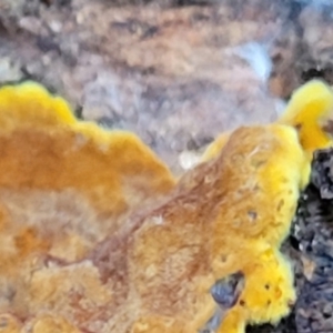 Corticioid fungi at Crace, ACT - 28 Jun 2022