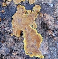 Corticioid fungi at Crace, ACT - 28 Jun 2022