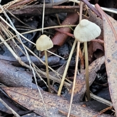 Mycena sp. (Mycena) at Crace, ACT - 28 Jun 2022 by trevorpreston