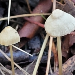 Mycena sp. at Crace, ACT - 28 Jun 2022