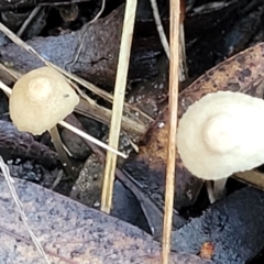 Mycena sp. at Crace, ACT - 28 Jun 2022 04:06 PM