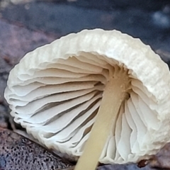 Mycena sp. at Crace, ACT - 28 Jun 2022