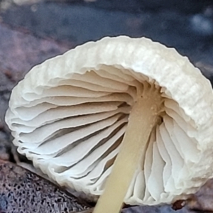 Mycena sp. at Crace, ACT - 28 Jun 2022 04:06 PM