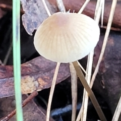 Mycena sp. (genus) (Mycena) at Crace, ACT - 28 Jun 2022 by trevorpreston