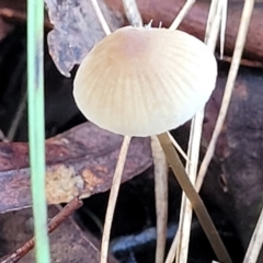 Mycena sp. (Mycena) at Gungaderra Grasslands - 28 Jun 2022 by trevorpreston