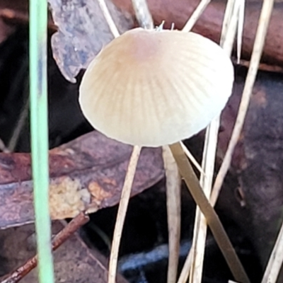 Mycena sp. (genus) (Mycena) at Crace, ACT - 28 Jun 2022 by trevorpreston