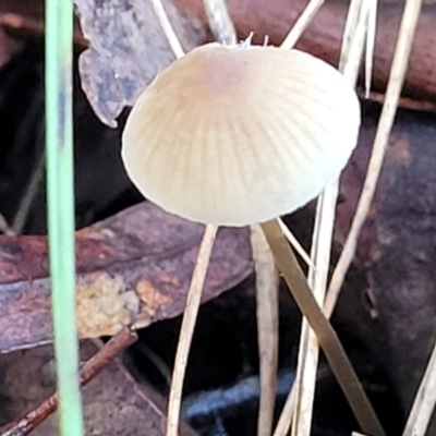 Mycena sp. (Mycena) at Gungaderra Grasslands - 28 Jun 2022 by trevorpreston