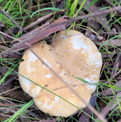 Unidentified Cap on a stem; gills below cap [mushrooms or mushroom-like] at Kaleen, ACT - 28 Jun 2022 by trevorpreston