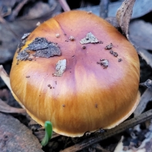 Cortinarius sp. at Kaleen, ACT - 28 Jun 2022